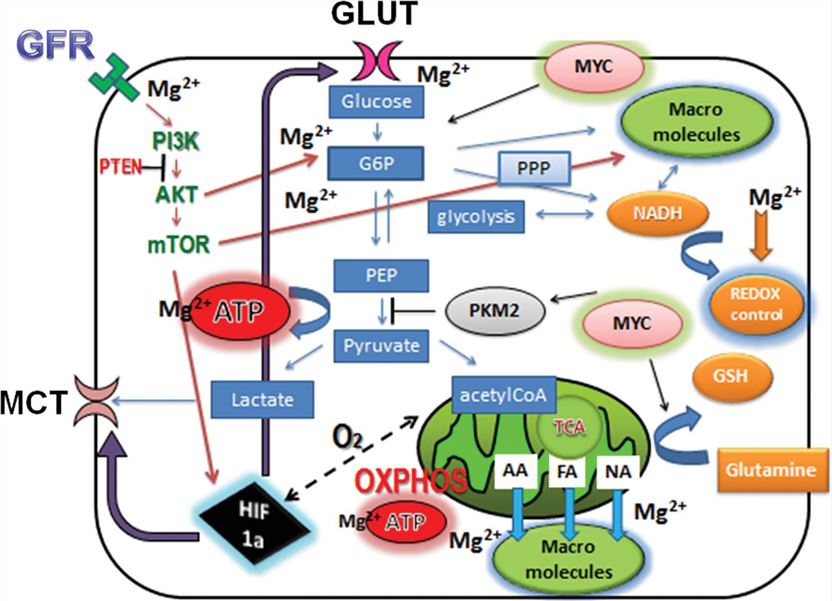 SLC16A6 Membrane Protein Introduction