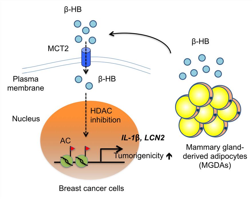 SLC16A7 Membrane Protein Introduction