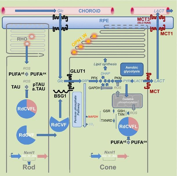 SLC16A8 Membrane Protein Introduction