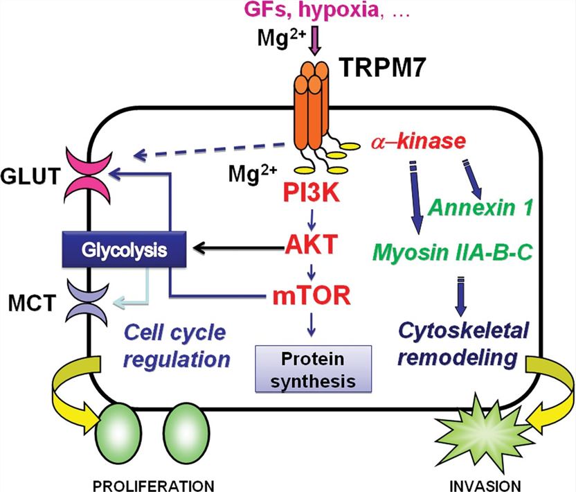 SLC16A9 Membrane Protein Introduction