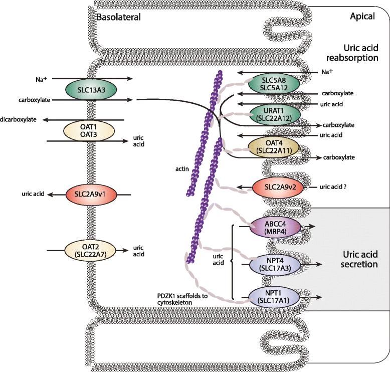SLC17A3 Membrane Protein Introduction