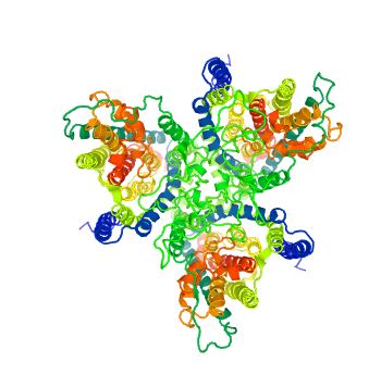 The structure of SLC1A2 protein.