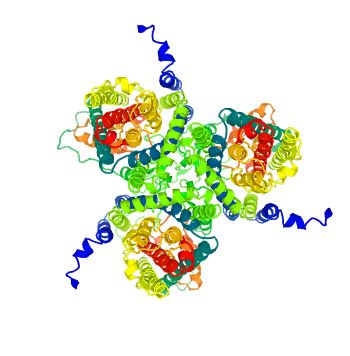 The structure of SLC1A3 Protein.