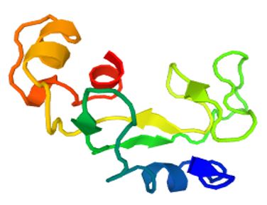 The structure of SLC22A17 Protein.