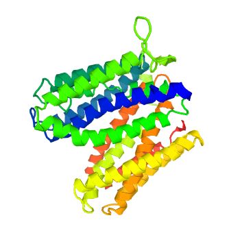 The structure of SLC22A18 Protein