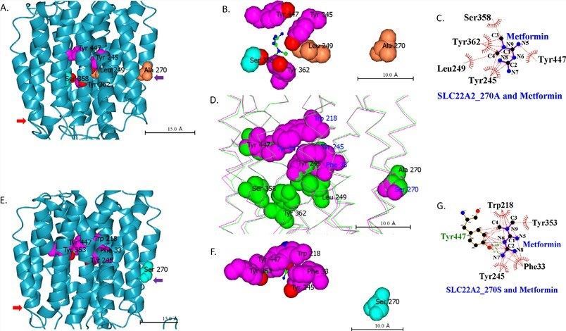 Metformin binding site in SLC22A2 protein.