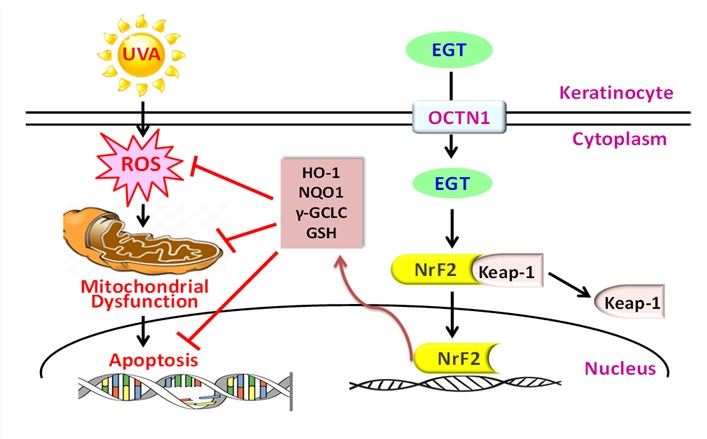 UVA-induced ROS, mitochondrial dysfunction, DNA damage was reversed by EGT pretreatment via Nrf2/ARE-mediated antioxidant status in human keratinocytes. 