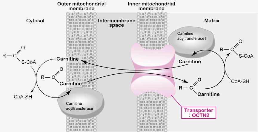 SLC22A5 transports carnitine into the mitochondrial matrix.