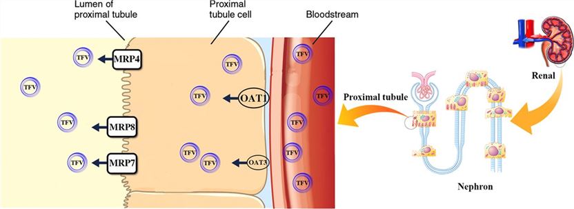 The pathway of tenofovir (TFV) transport in proximal tubular epithelial cells. 
