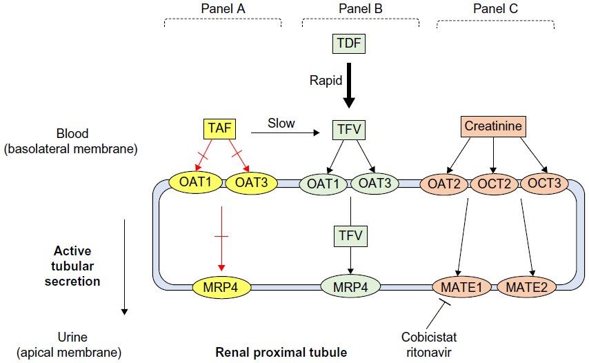 Effect of TAF, TDF, cobicistat, and ritonavir on transporters in the renal proximal tubule.