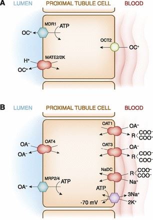 Transcellular movement of organic cations (OCs) and organic anions (OAs) in kidney proximal tubule epithelial cells.