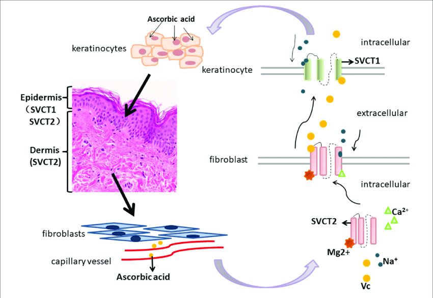 Vitamin C transporters (SLC23A1 and SLC23A2) and their transport mechanisms in the skin.