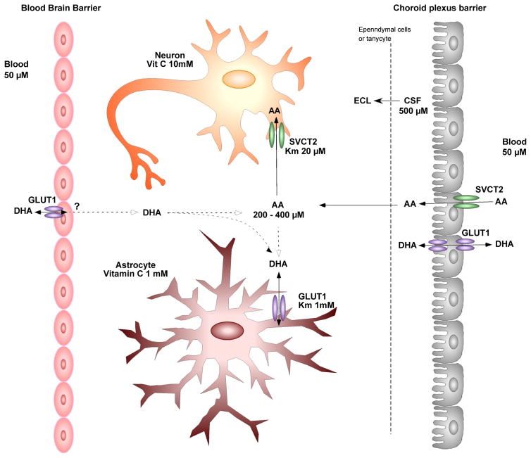 Schematic model of the uptake and compartmentalization of vitamin C in the CNS. 