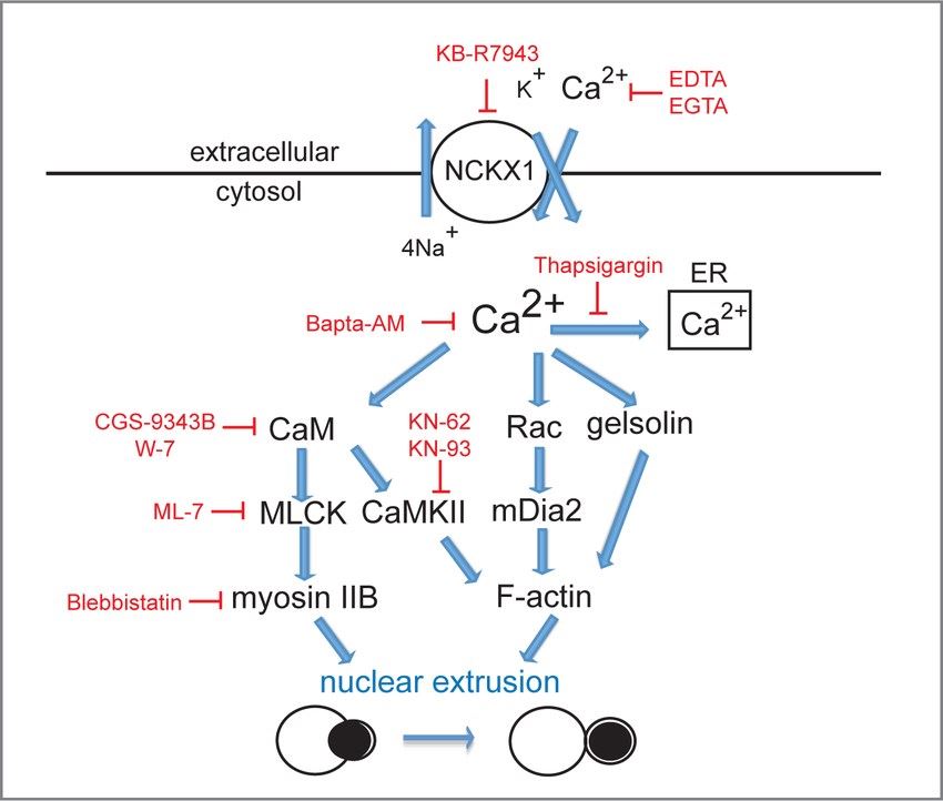 Model of potential roles for calcium in erythroid enucleation.