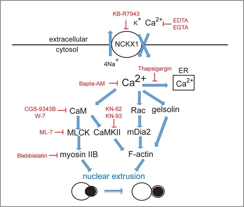 Model of potential roles for calcium in erythroid enucleation.