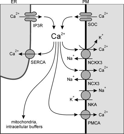 Role of SLC24A3 exchangers in mast cells.