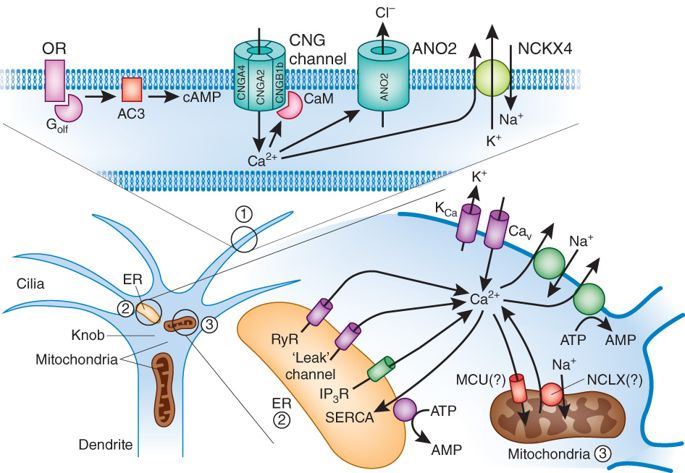 Role of NCKX3 exchangers in mast cells.