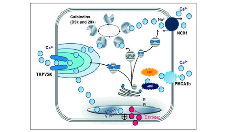 Potential role(s) and regulation of calcium (Ca) transport genes, i.e., TRPV5/6, calbindins, PCMA1, and NCX1/NCKX3, in reproductive tissues for Ca transport and reproductive functions. 