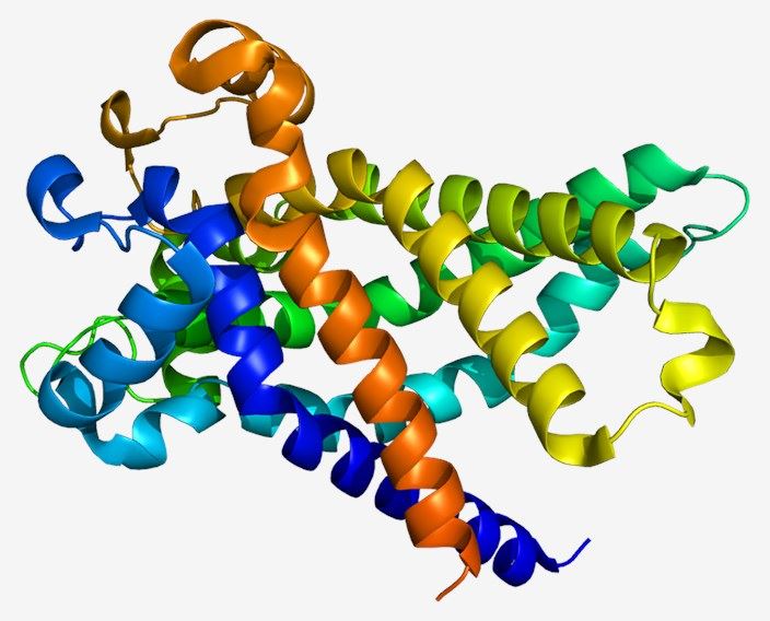 Structure of the SLC25A4 protein.