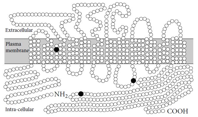 Position of amino acid substitutions in the predicted secondary structure model of the human SLC26A1 protein.
