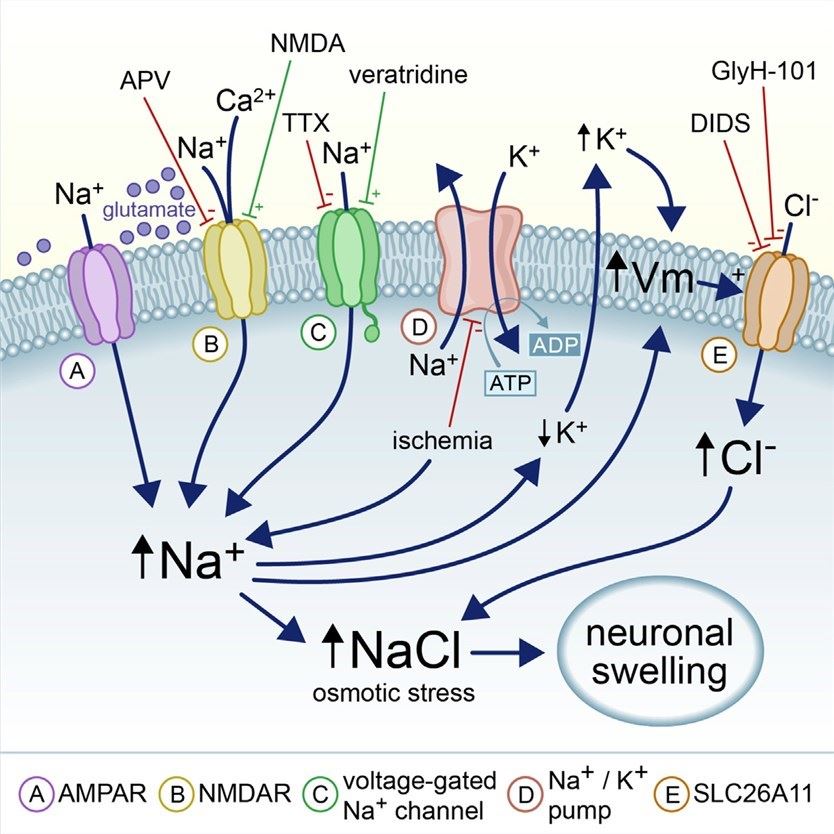 mechanism could be targeted to prevent and treat brain edema. (Neuronal swelling, the major cause of death in traumatic and ischemic brain injuries is initiated when aberrant entry of sodium ions and depolarization activates the voltage-gated chloride channel, SLC26A11).