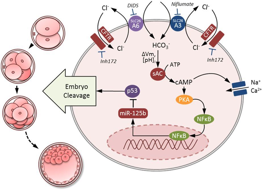 Involvement of SLC26A3 in preimplantation embryo cleavage membrane protein.