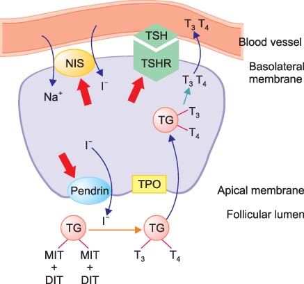 The signaling pathway of SLC26A4 (Pendrin) membrane protein.