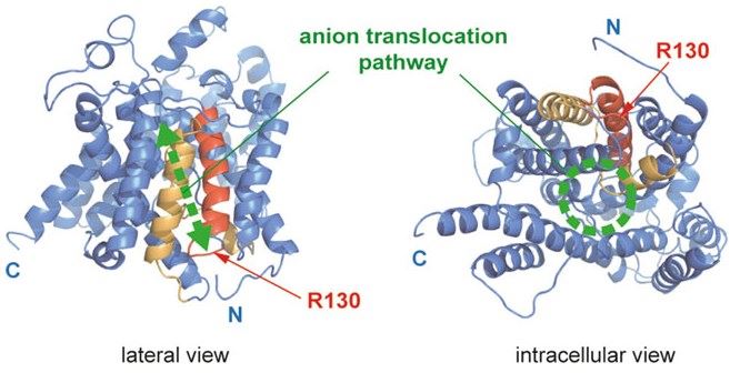 A structural model for the transmembrane region of prestin (SLC26A5).