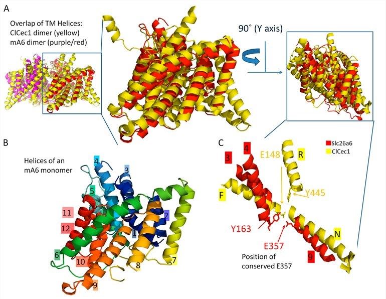 The putative structure of SLC26A6 TMDs.