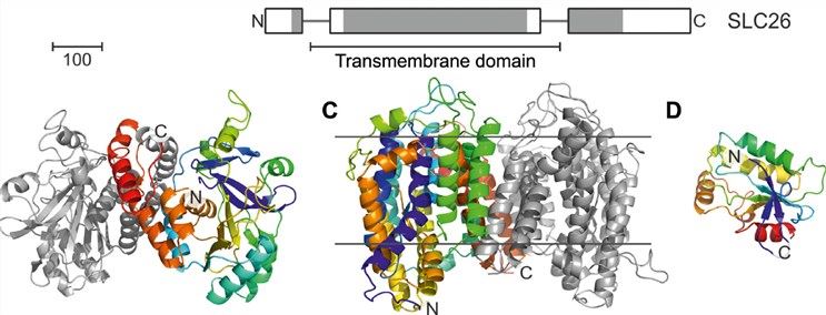 Proposed structure of SLC26A7 membrane protein.