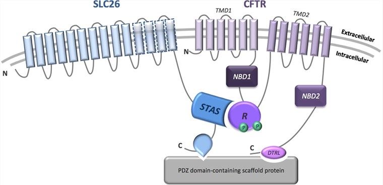 Model of the physical interaction between SLC26A8 and CFTR channel.