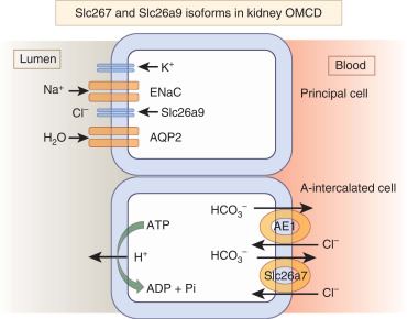 A schematic diagram depicting the localization of SLC26A9 in the kidney.