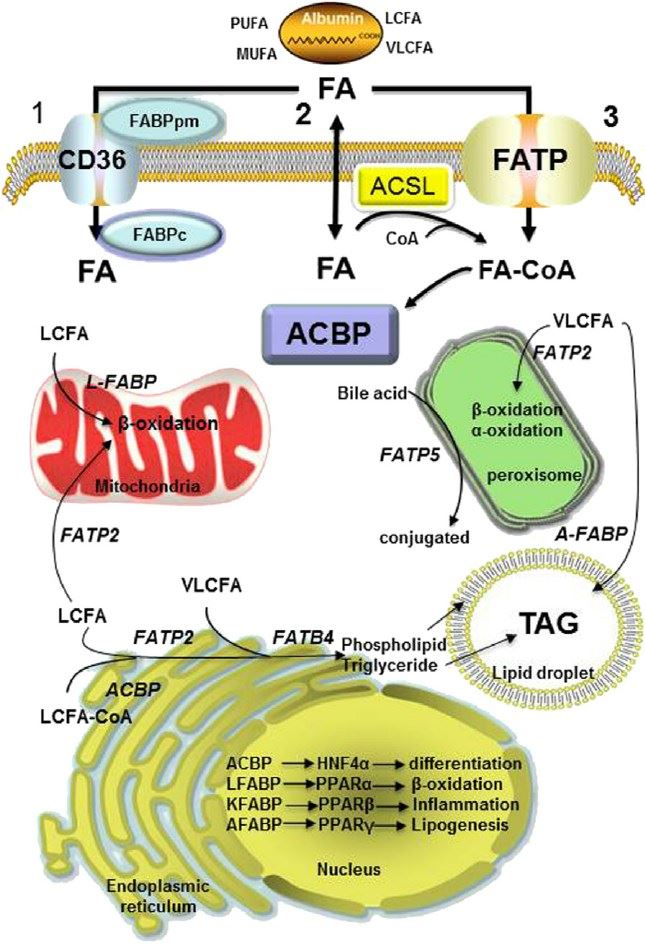 Function and subcellular location of SLC27A2 in fatty acid transport and channeling.