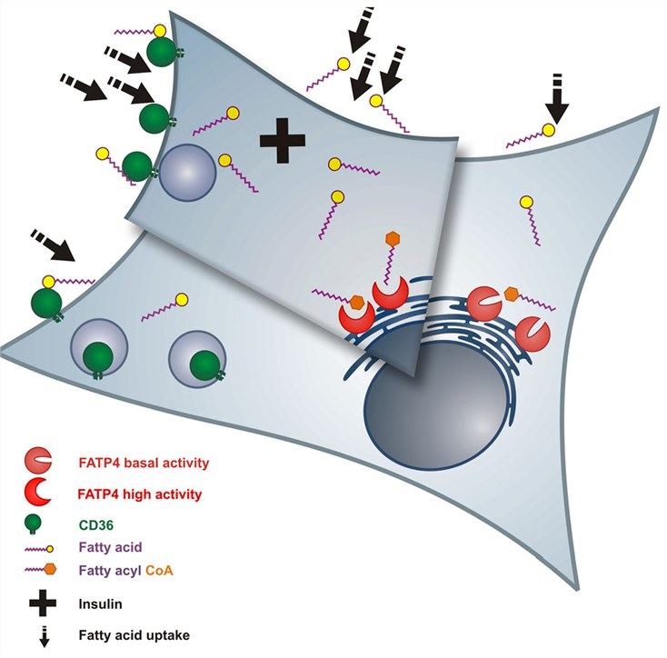 Regulation of fatty acid uptake by SLC27A4.