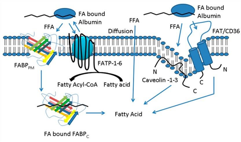 Proposed SLC27A6 signaling pathway in the cellular uptake of free fatty acids.