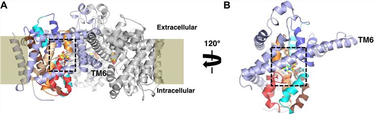 The crystal structure of SLC28A1 from Vibrio cholerae 