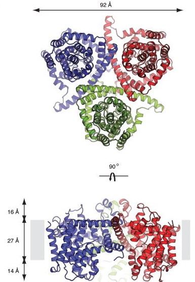 Crystal structure of an NCT from Vibrio cholerae