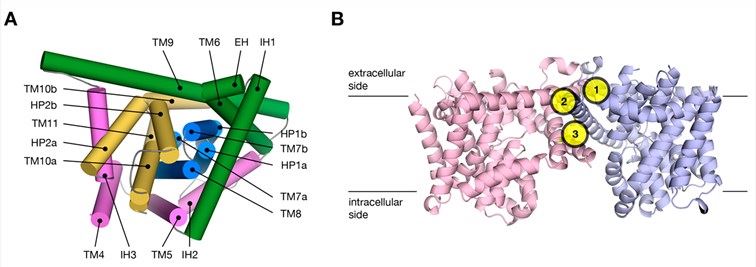 Comparative structure model of SLC28A3