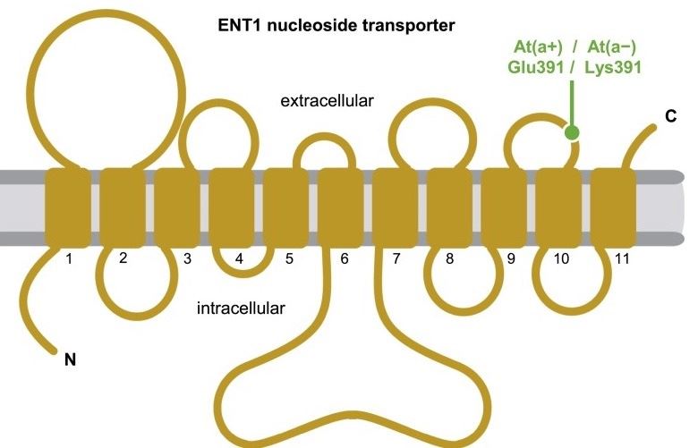 creative biolabs