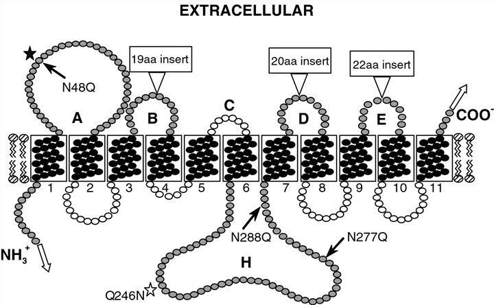 Topological model of human ENT protein.