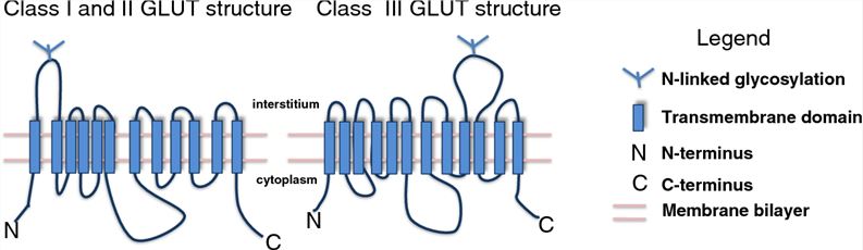 Two-dimensional models of class I + II and III GLUTs.
