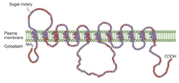 Structure of glucose transporter.
