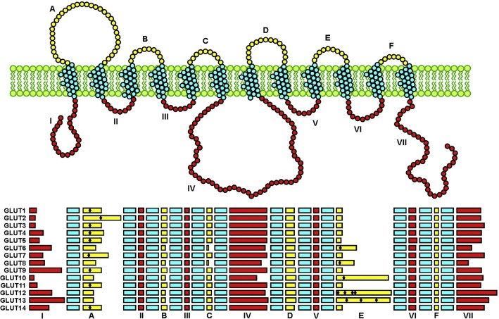 Schematic representation of the structure of the SLC2A glucose transporters.