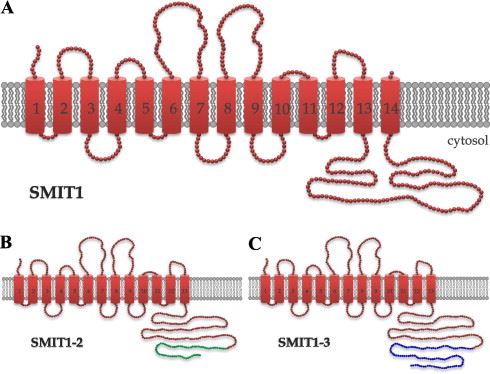 Protein model for human SMIT1 and postulated splice variants.
