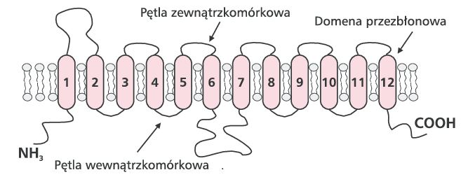 Schematic structure of GLUT family glucose transporter proteins.