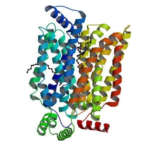 Structure of SLC2A3.