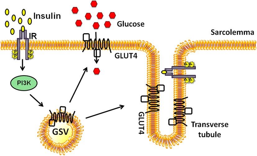 Insulin-stimulated glucose transporter-4 (GLUT4) vesicle translocation to the skeletal muscle transverse tubules and sarcolemmal membranes. 