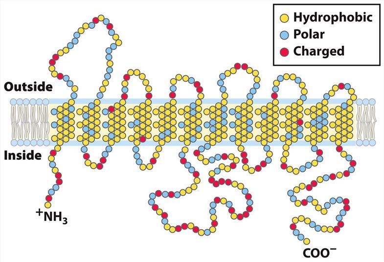 Glucose Transporter in the Membrane.