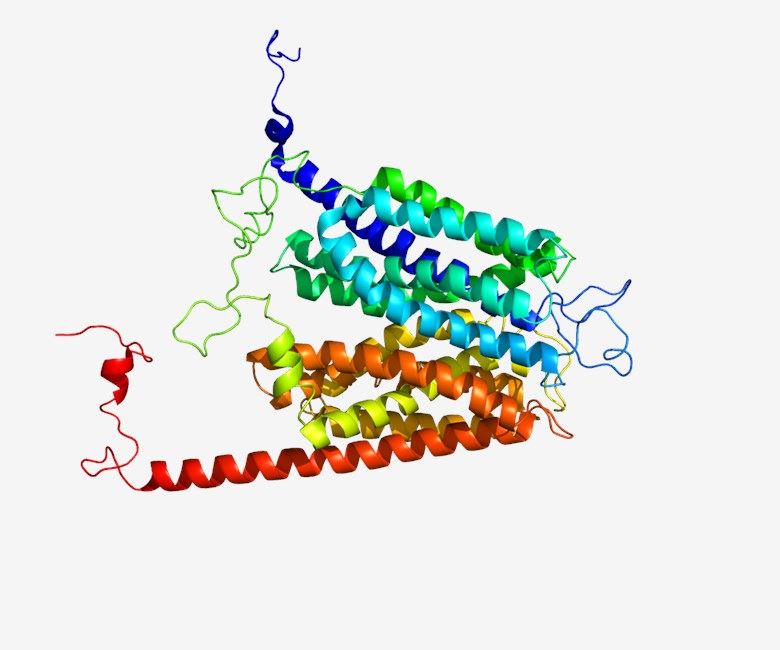 Structure of protein SLC2A7.