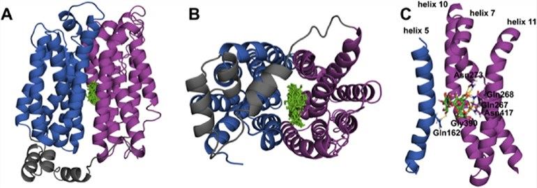 Trehalose docks in the inward open glucose binding pore of GLUT8.